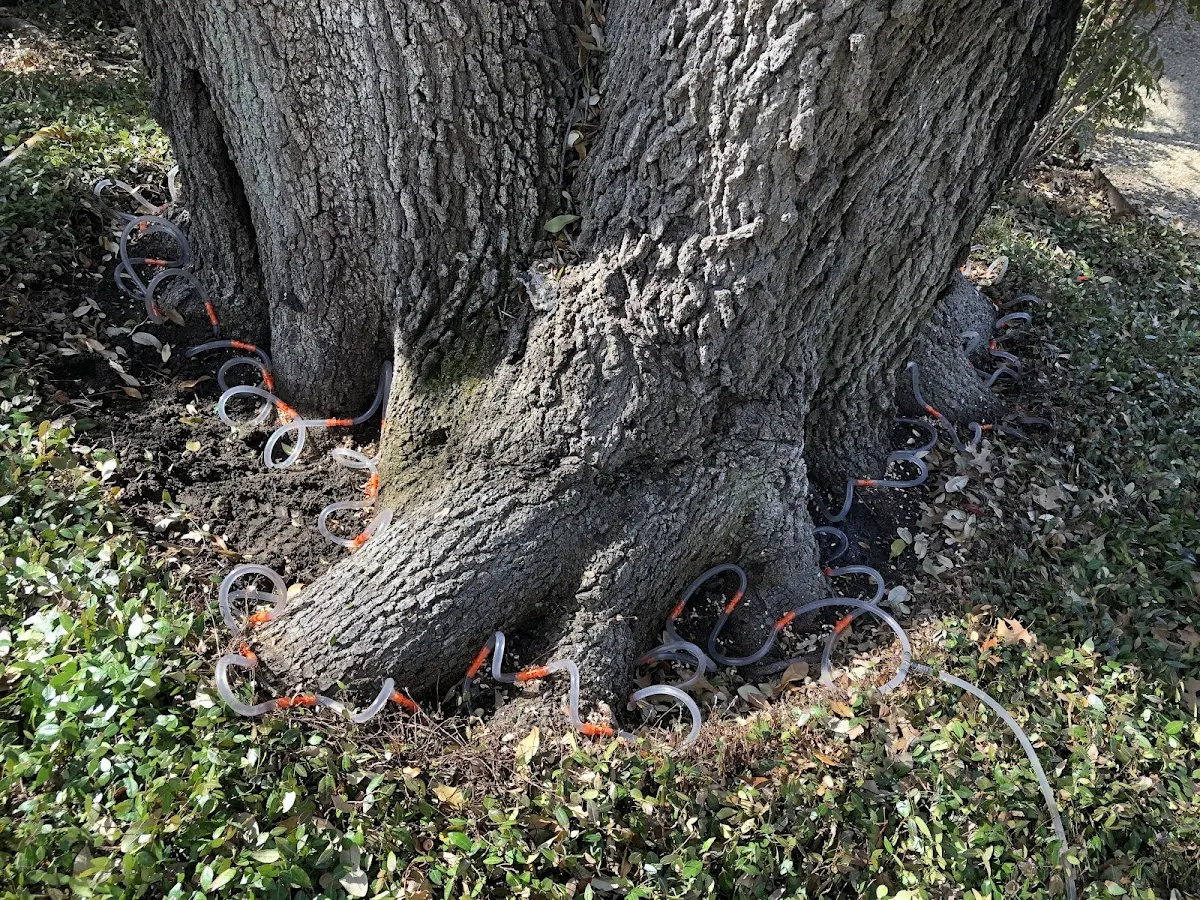 Detailed Tree Cabling and Bracing job site in Weaverville