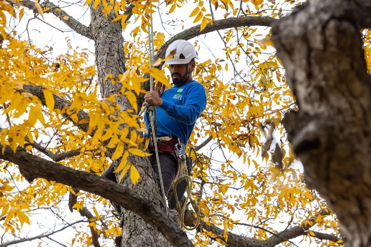 Skilled Tree Transplanting crew working in Weaverville