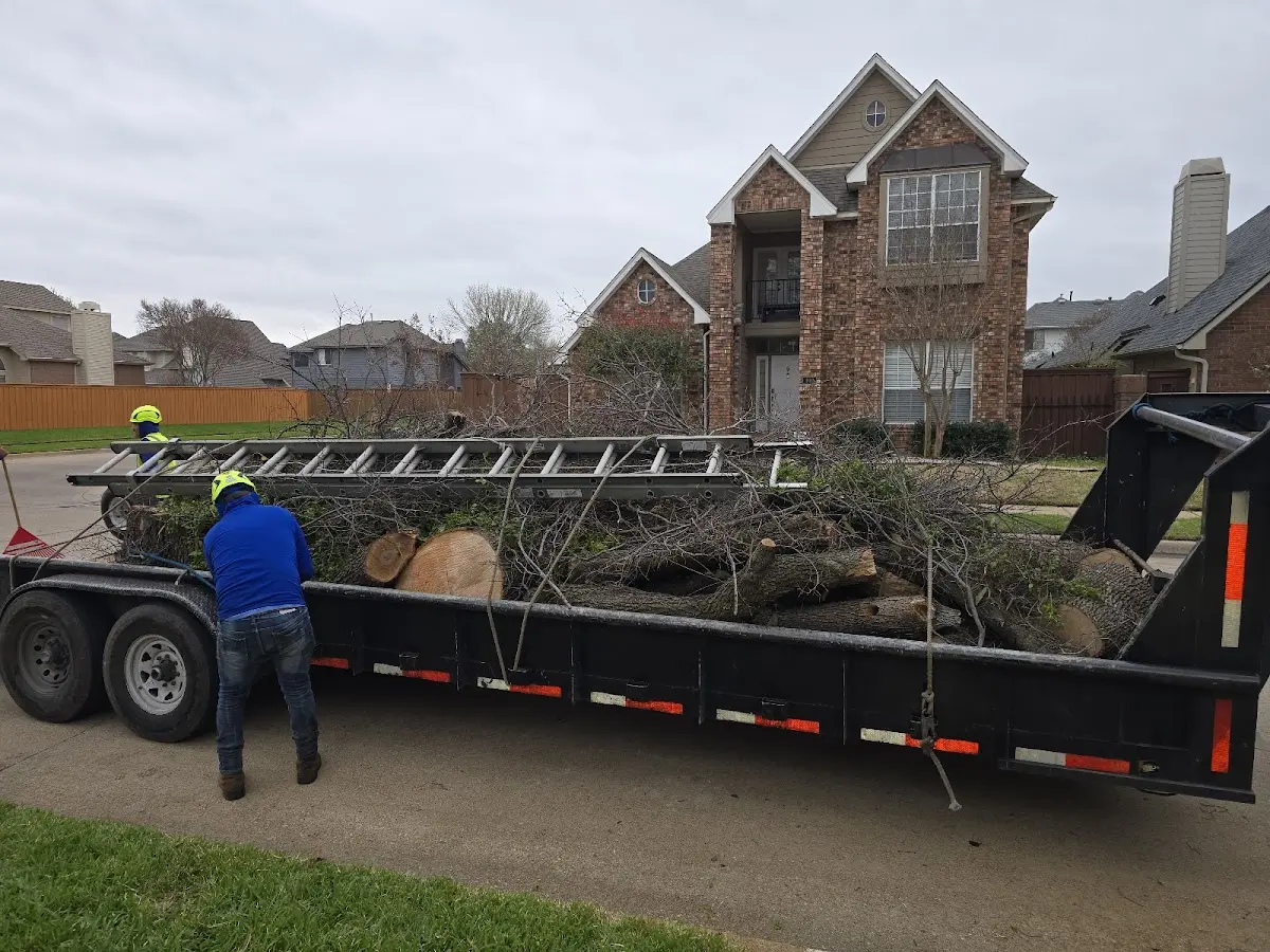 Expert Tree Pest Control with proper safety equipment in Weaverville